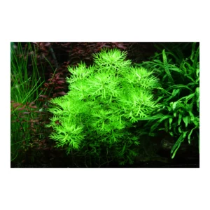 Hottonia palustris - 1-2-Grow!, 3-pack från Tropica
