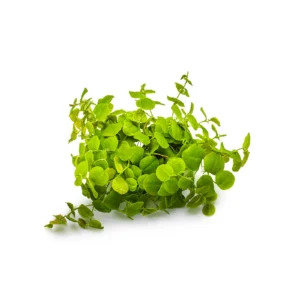 Phyllanthus fluitans - 1-2-Grow!, 3-pack från Tropica