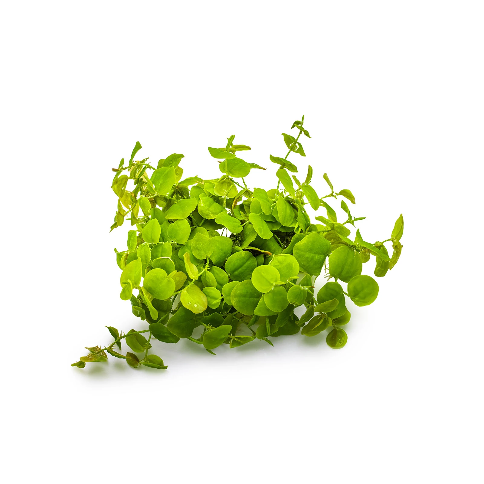 Phyllanthus fluitans - 1-2-Grow!, 3-pack från Tropica