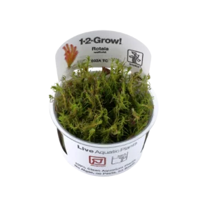 Rotala wallichii - 1-2-Grow!, 3-pack från Tropica