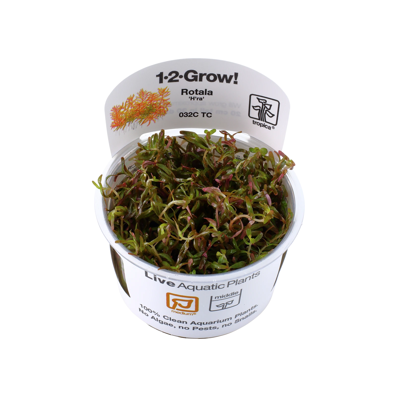 Rotala rotundifolia 'H'ra' - 1-2-Grow!, 3-pack från Tropica