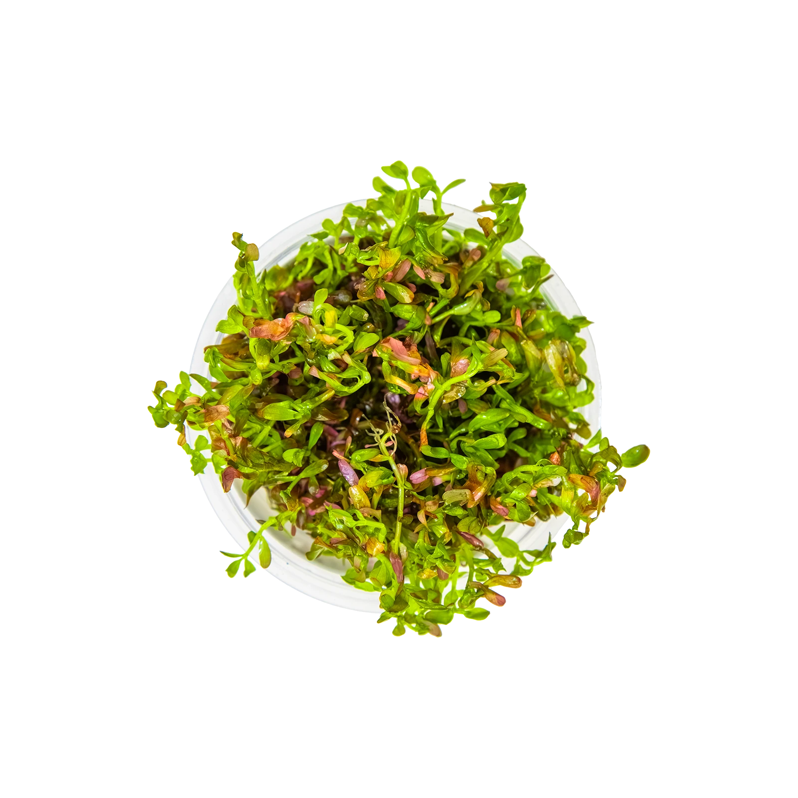 Rotala rotundifolia 'Blood Red' - 1-2-Grow!, 3-pack från Tropica