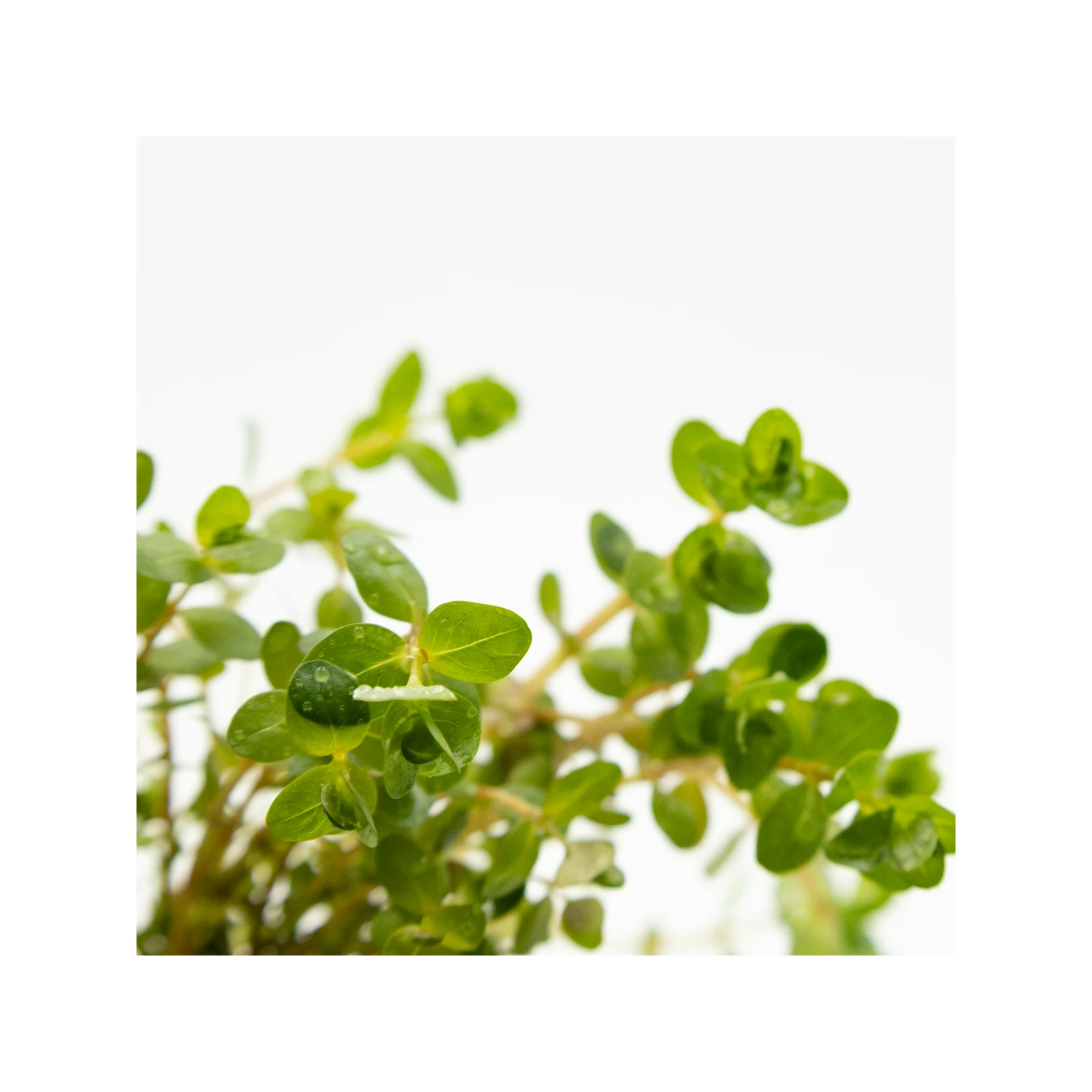 Rotala rotundifolia - clip, 5-pack från Tropica