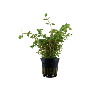 Rotala rotundifolia - singelförpackad kruka, 3-pack från Tropica