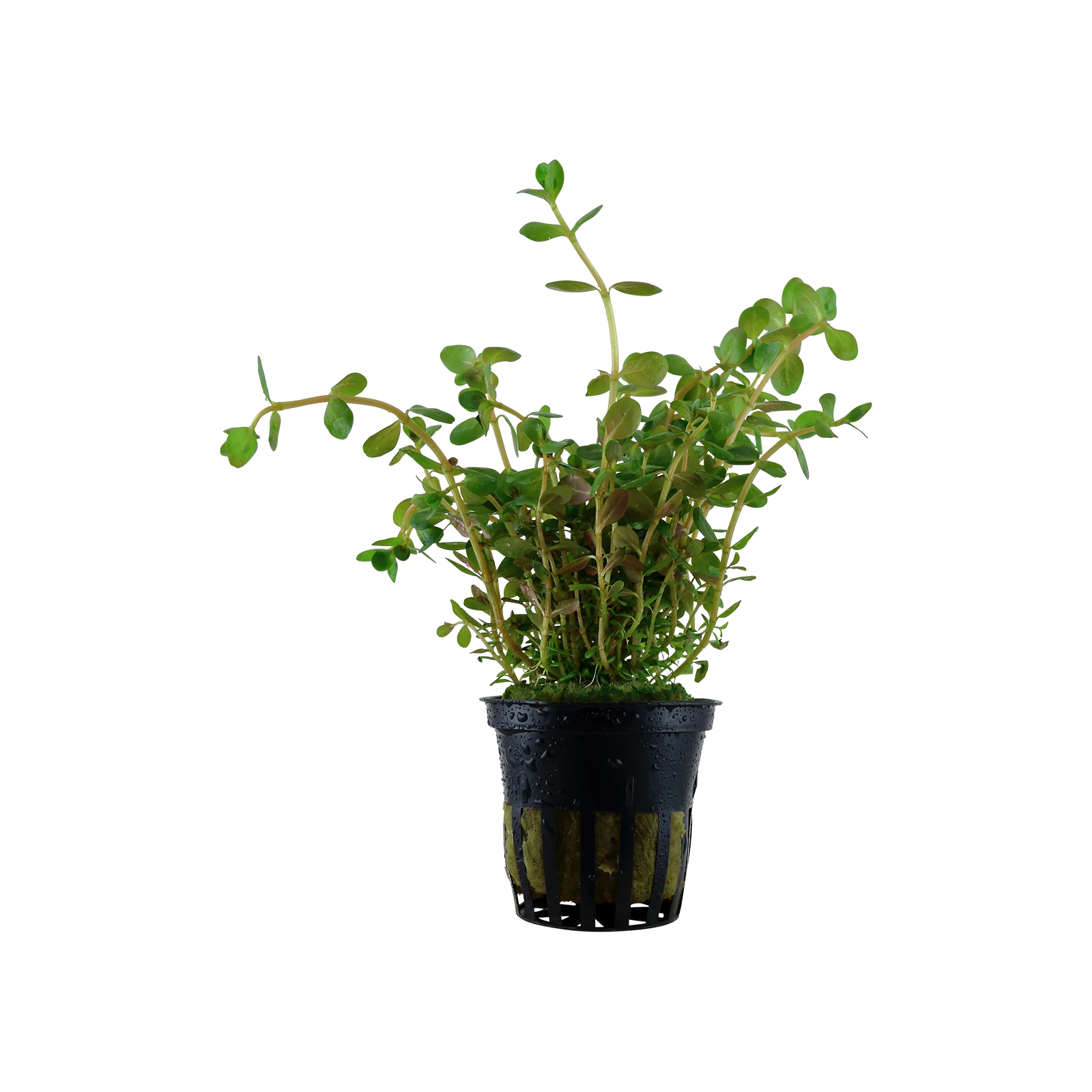 Rotala rotundifolia - singelförpackad kruka, 3-pack från Tropica