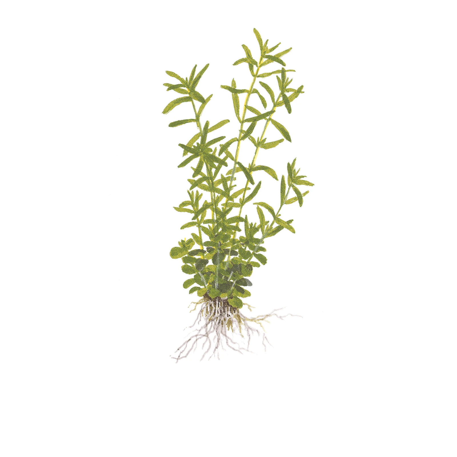 Rotala rotundifolia 'Green' - 1-2-Grow!, 3-pack från Tropica