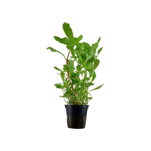Ammannia crassicaulis - kruka, 5-pack från Tropica