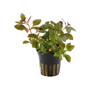 Ludwigia repens 'Rubin' - kruka, 5-pack från Tropica