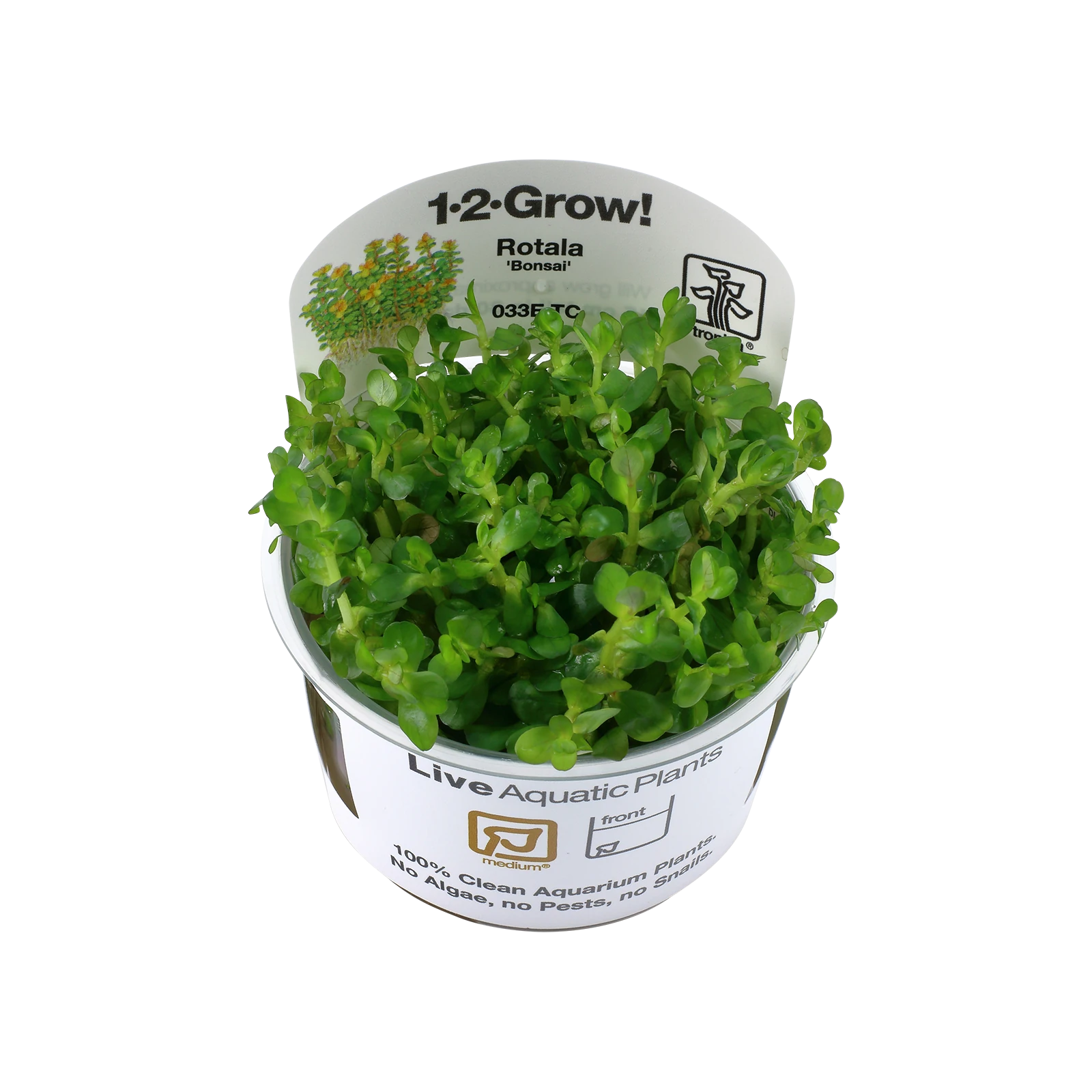Rotala indica 'Bonsai' - 1-2-Grow!, 3-pack från Tropica