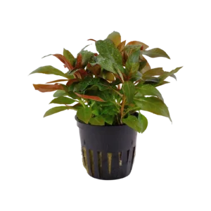Ludwigia glandulosa - kruka, 5-pack från Tropica