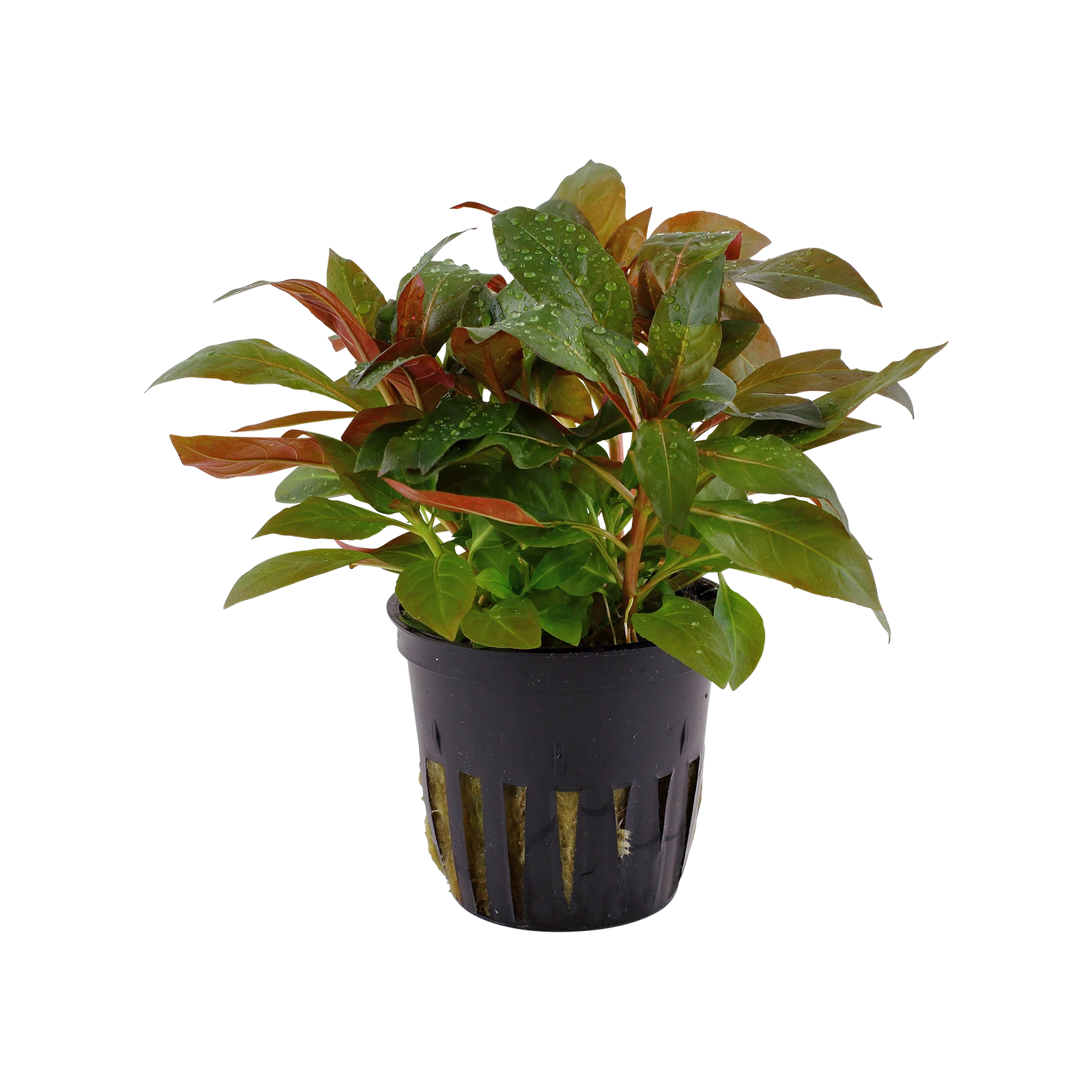 Ludwigia glandulosa - kruka, 5-pack från Tropica