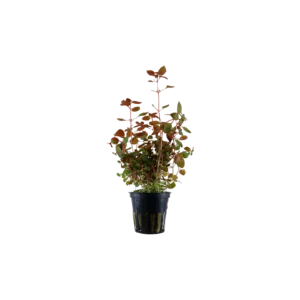 Ludwigia palustris 'Super Red' - kruka, 5-pack från Tropica