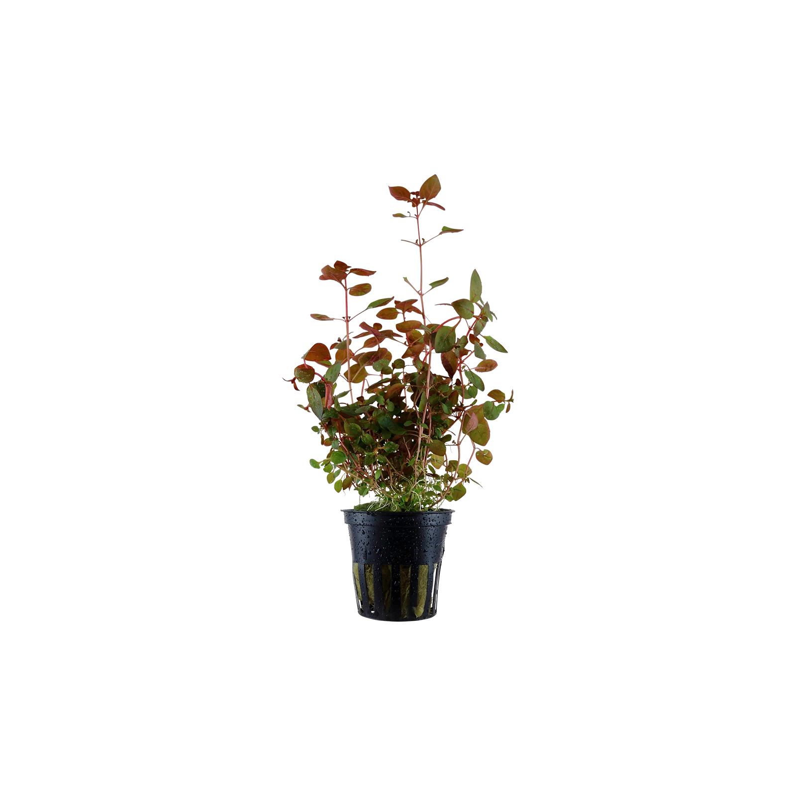 Ludwigia palustris 'Super Red' - kruka, 5-pack från Tropica