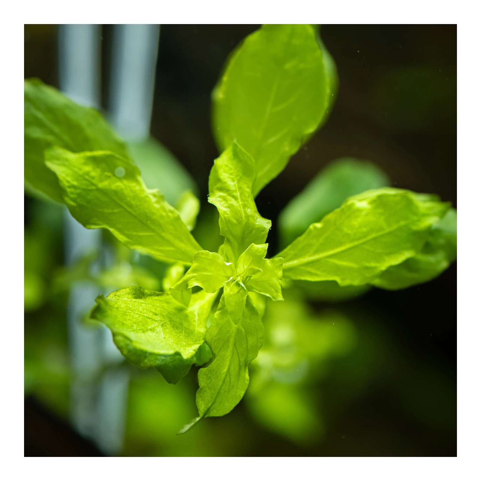 Ludwigia palustris 'Green' - kruka, 5-pack från Tropica