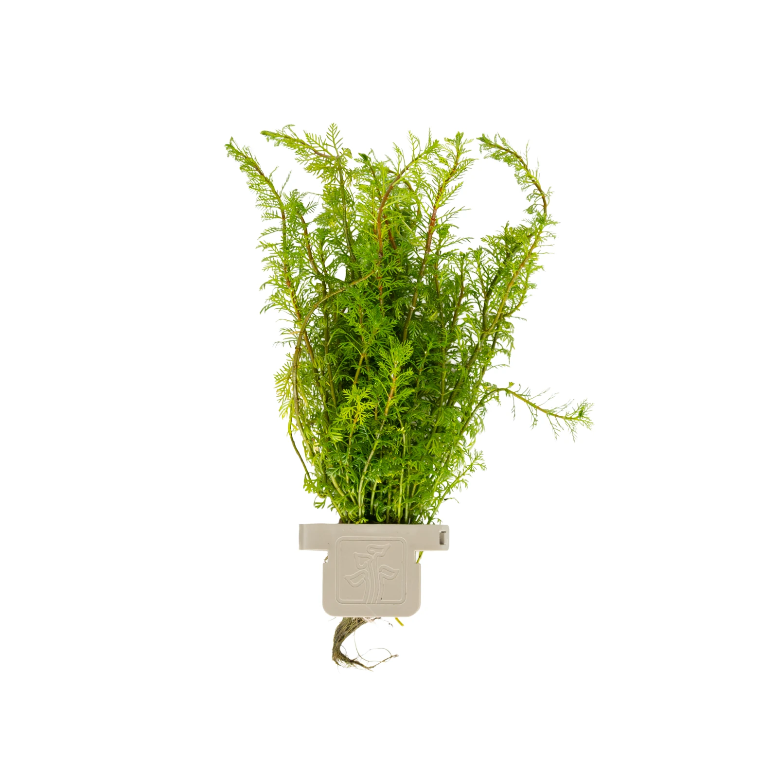 Myriophyllum mattogrossense - clip, 5-pack från Tropica