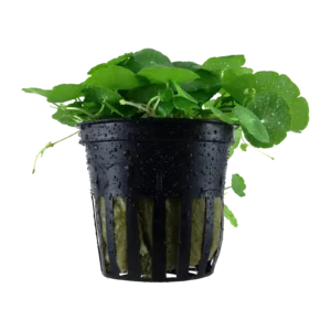 Hydrocotyle verticillata - kruka, 5-pack från Tropica