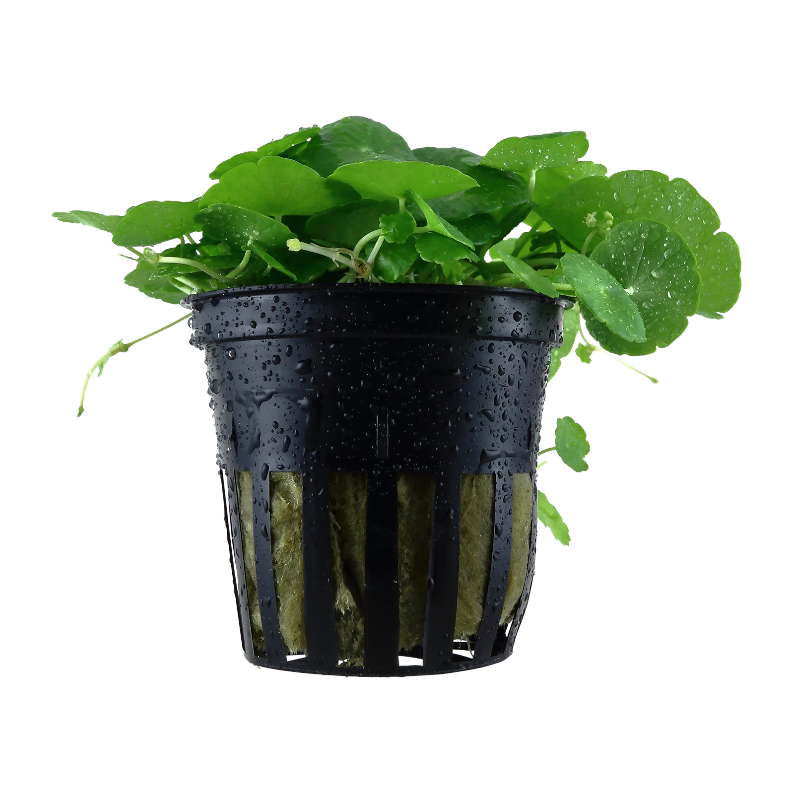 Hydrocotyle verticillata - kruka, 5-pack från Tropica