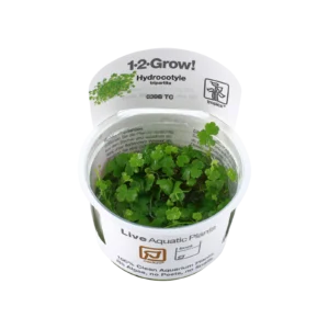 Hydrocotyle tripartita - 1-2-Grow!, 3-pack från Tropica