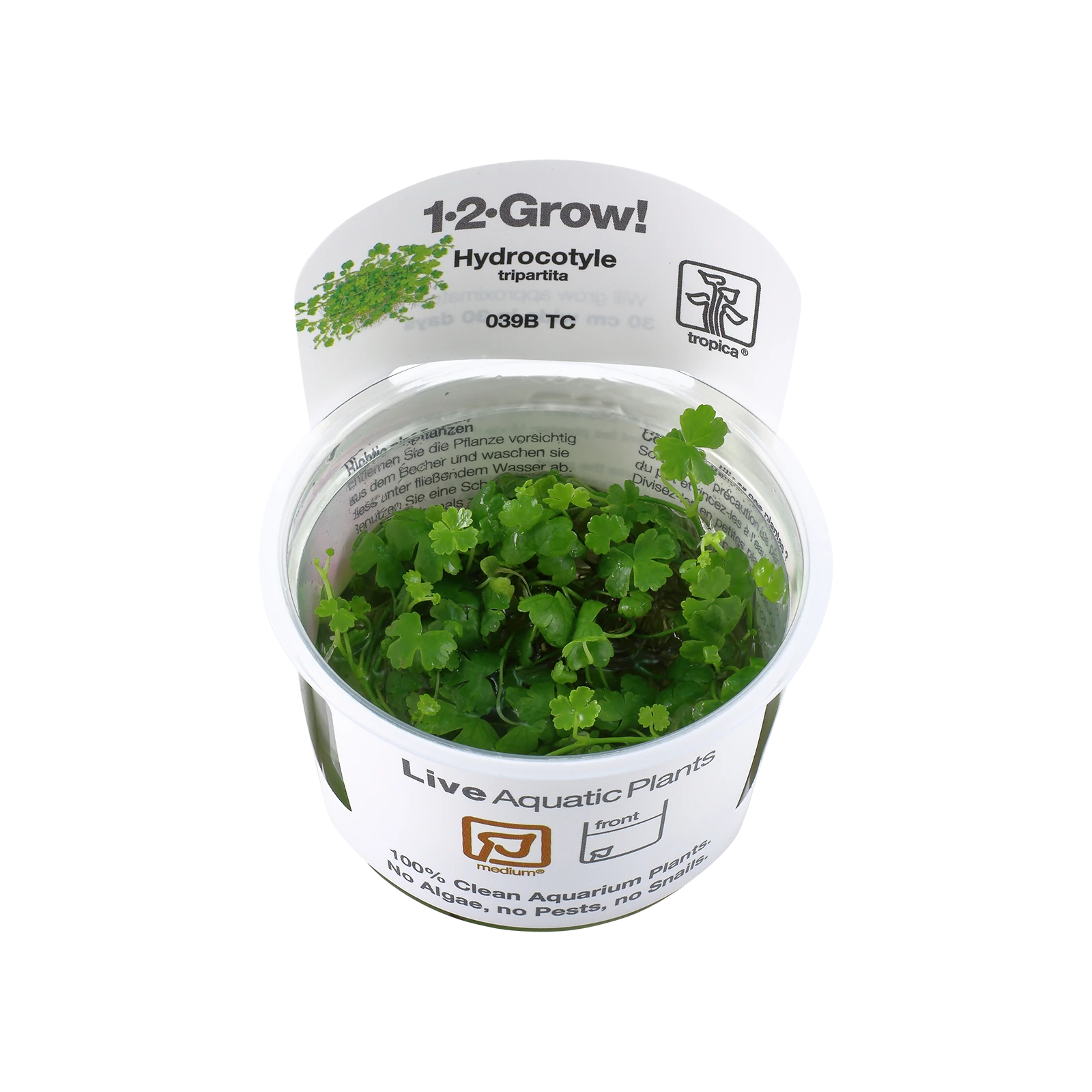 Hydrocotyle tripartita - 1-2-Grow!, 3-pack från Tropica