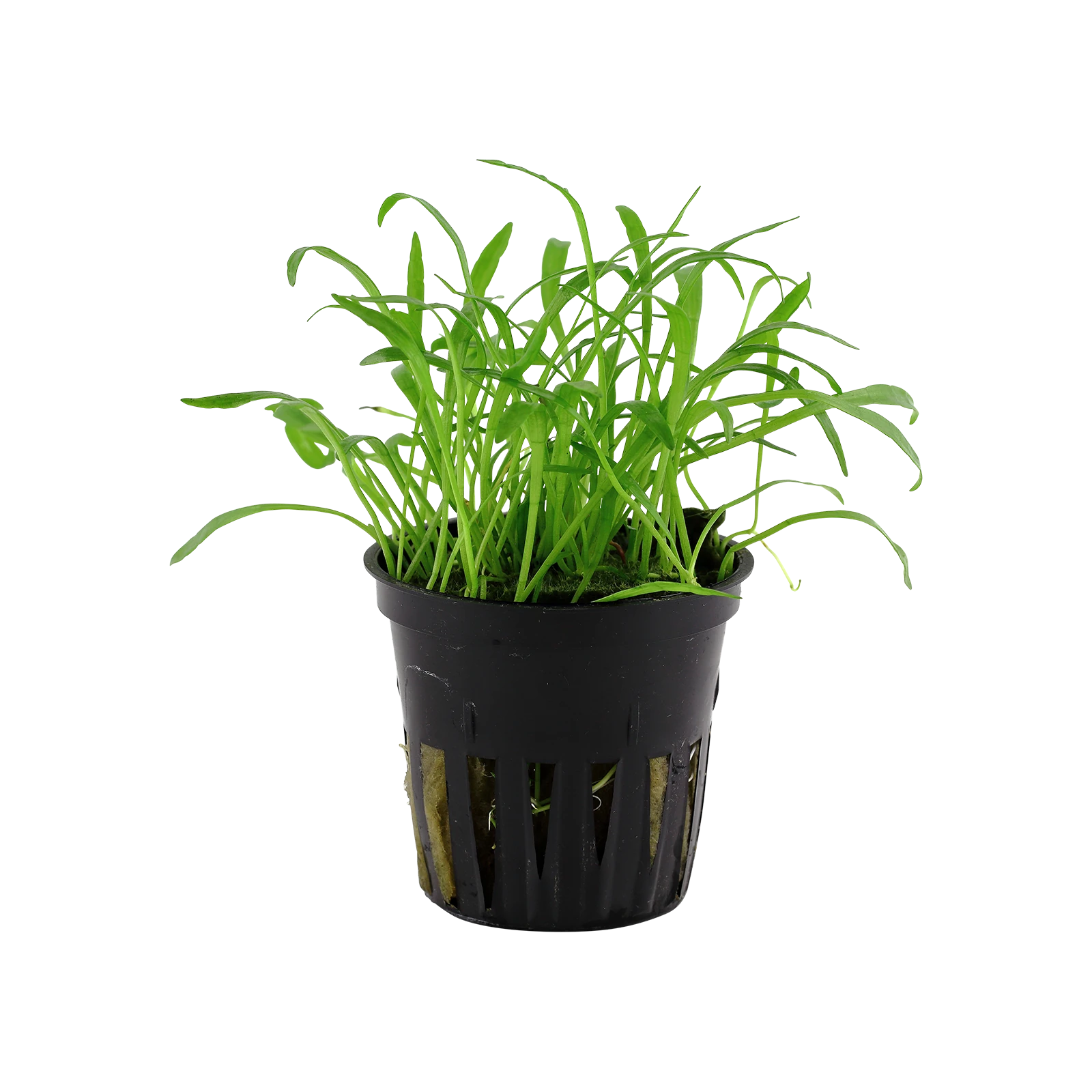 Lilaeopsis brasiliensis - kruka, 5-pack från Tropica