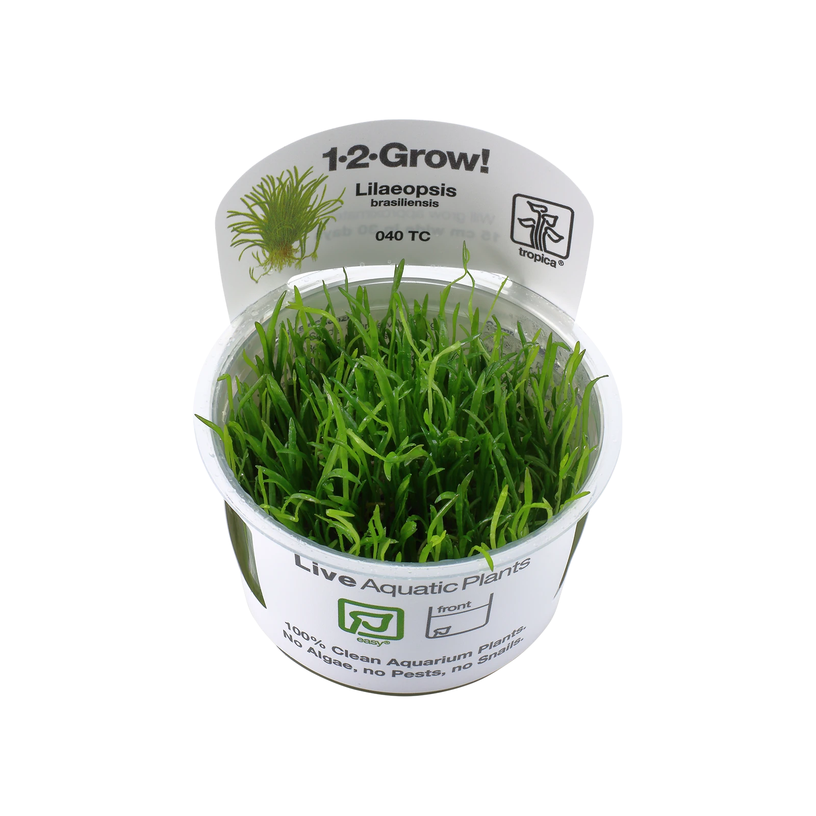 Lilaeopsis brasiliensis - 1-2-Grow!, 3-pack från Tropica