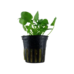 Nymphoides hydrophylla 'Taiwan' - kruka, 5-pack från Tropica