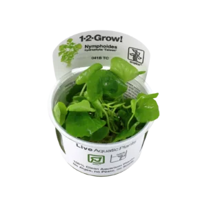 Nymphoides hydrophylla 'Taiwan' - 1-2-Grow!, 3-pack från Tropica