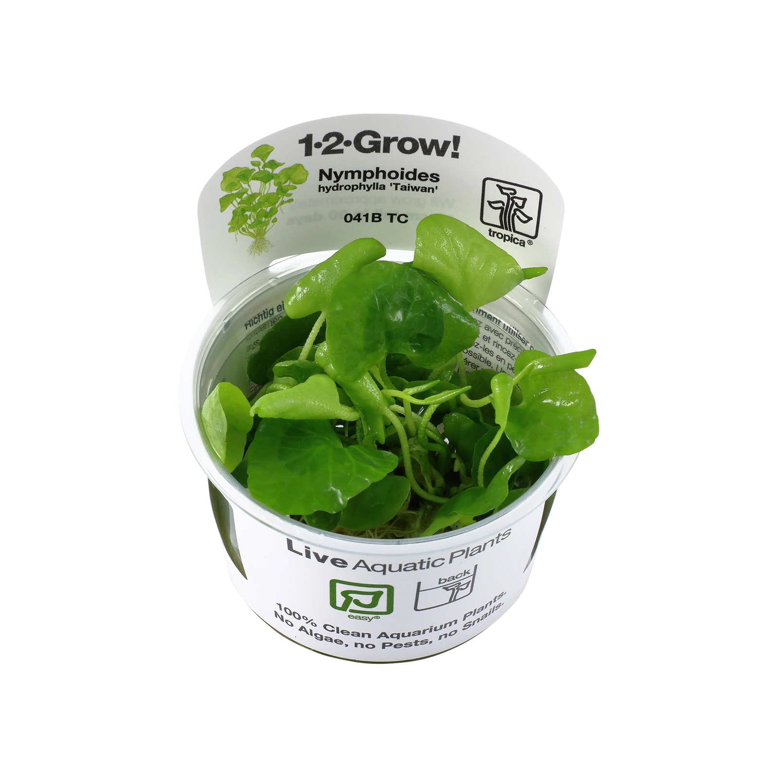Nymphoides hydrophylla 'Taiwan' - 1-2-Grow!, 3-pack från Tropica