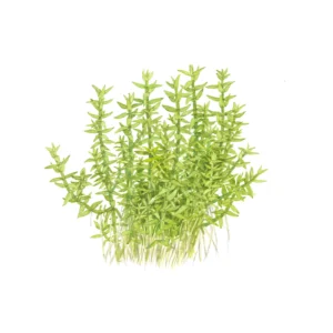 Gratiola viscidula - 1-2-Grow!, 3-pack från Tropica