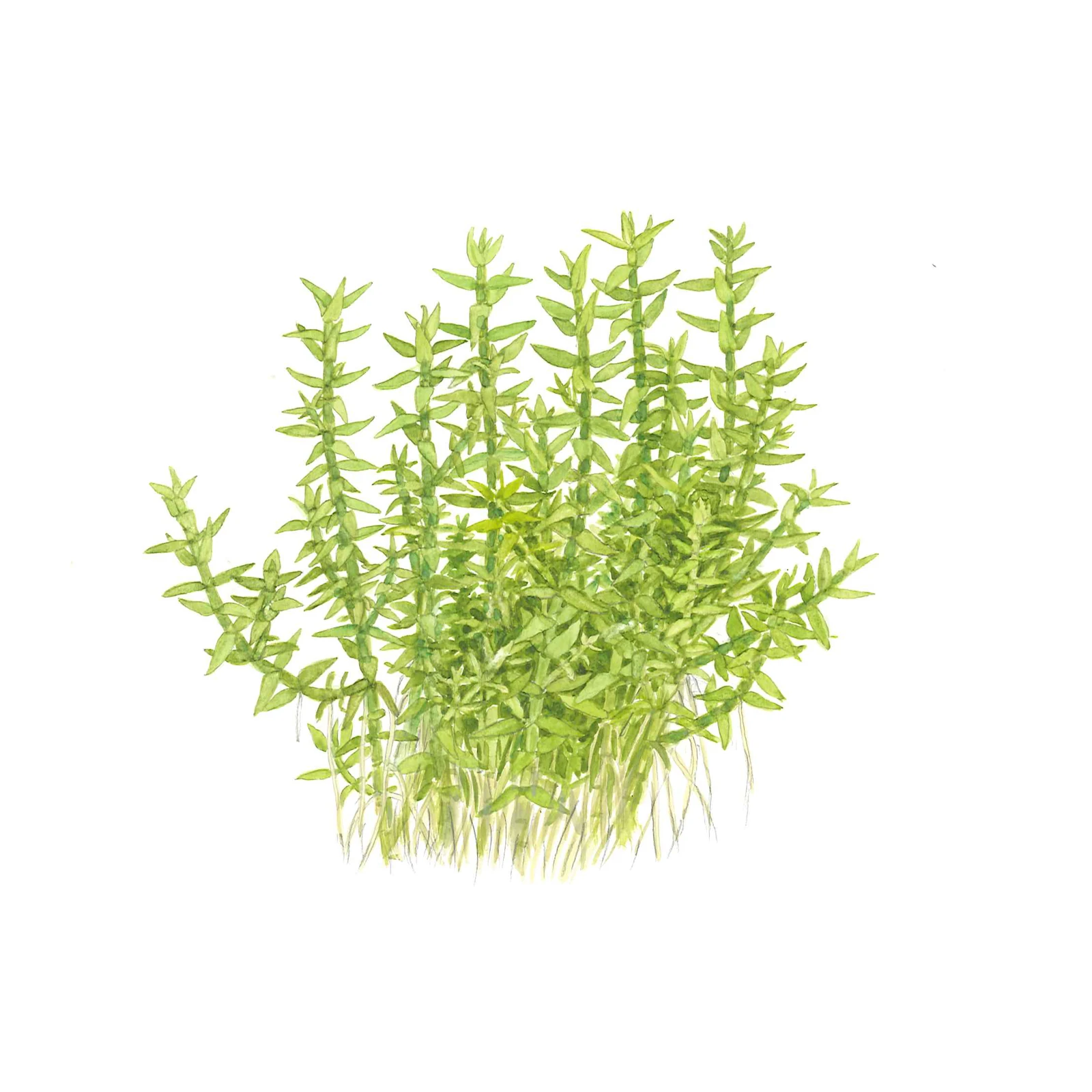 Gratiola viscidula - 1-2-Grow!, 3-pack från Tropica