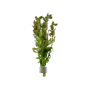 Bacopa caroliniana - bunt, 5-pack från Tropica