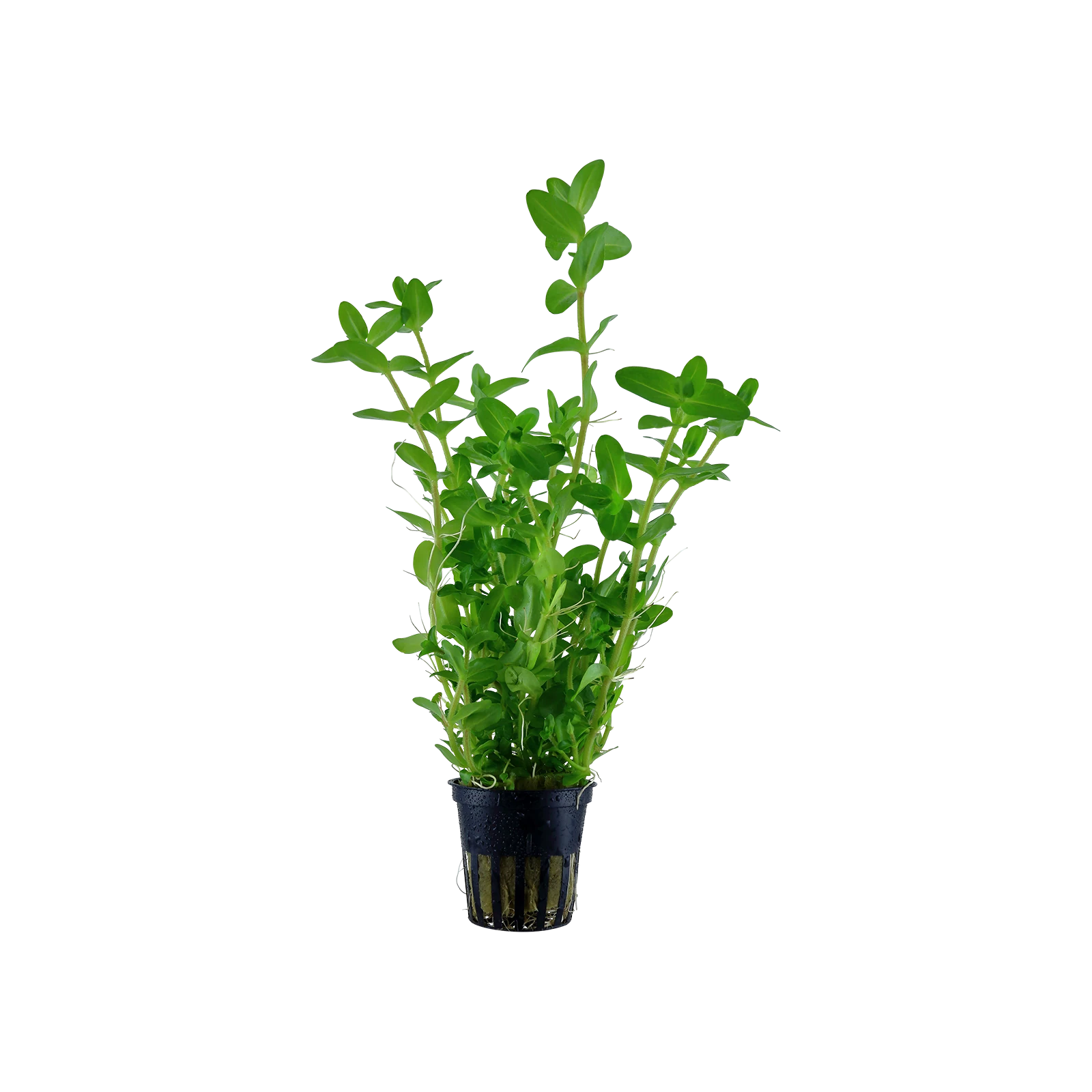 Bacopa caroliniana - kruka, 5-pack från Tropica