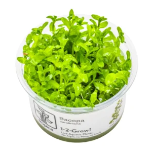 Bacopa caroliniana - 1-2-Grow!, 3-pack från Tropica