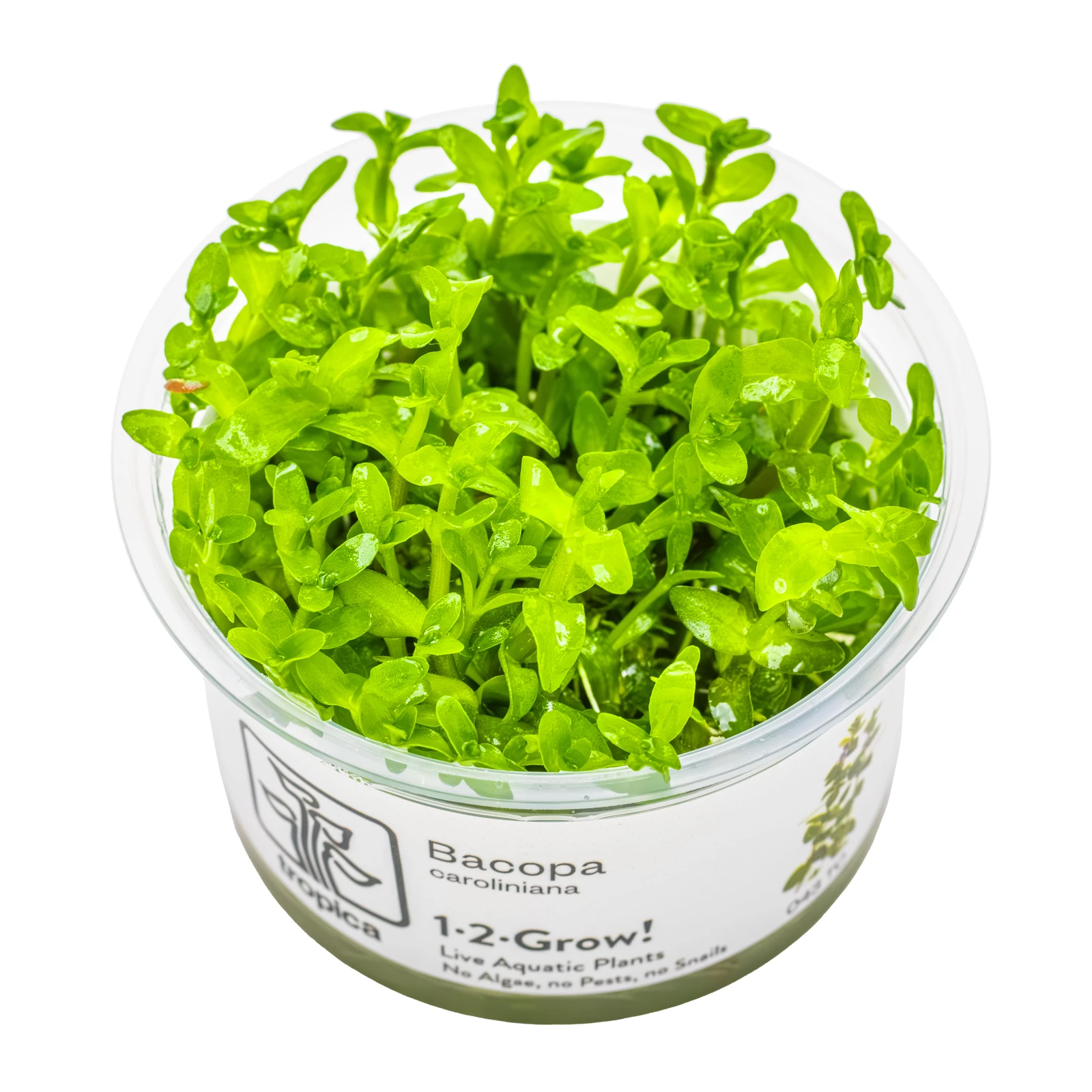 Bacopa caroliniana - 1-2-Grow!, 3-pack från Tropica