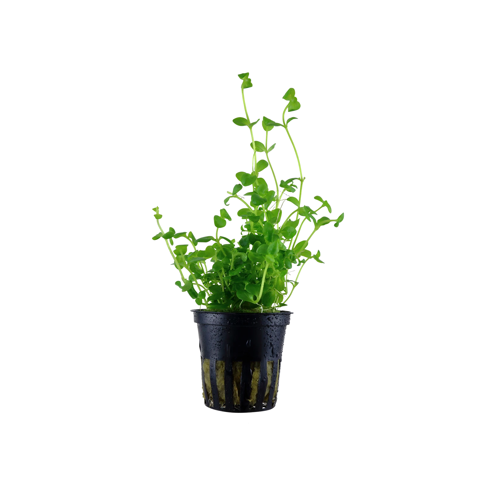 Bacopa australis - kruka, 5-pack från Tropica