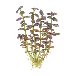 Bacopa salzmannii 'Purple' - kruka, 5-pack från Tropica