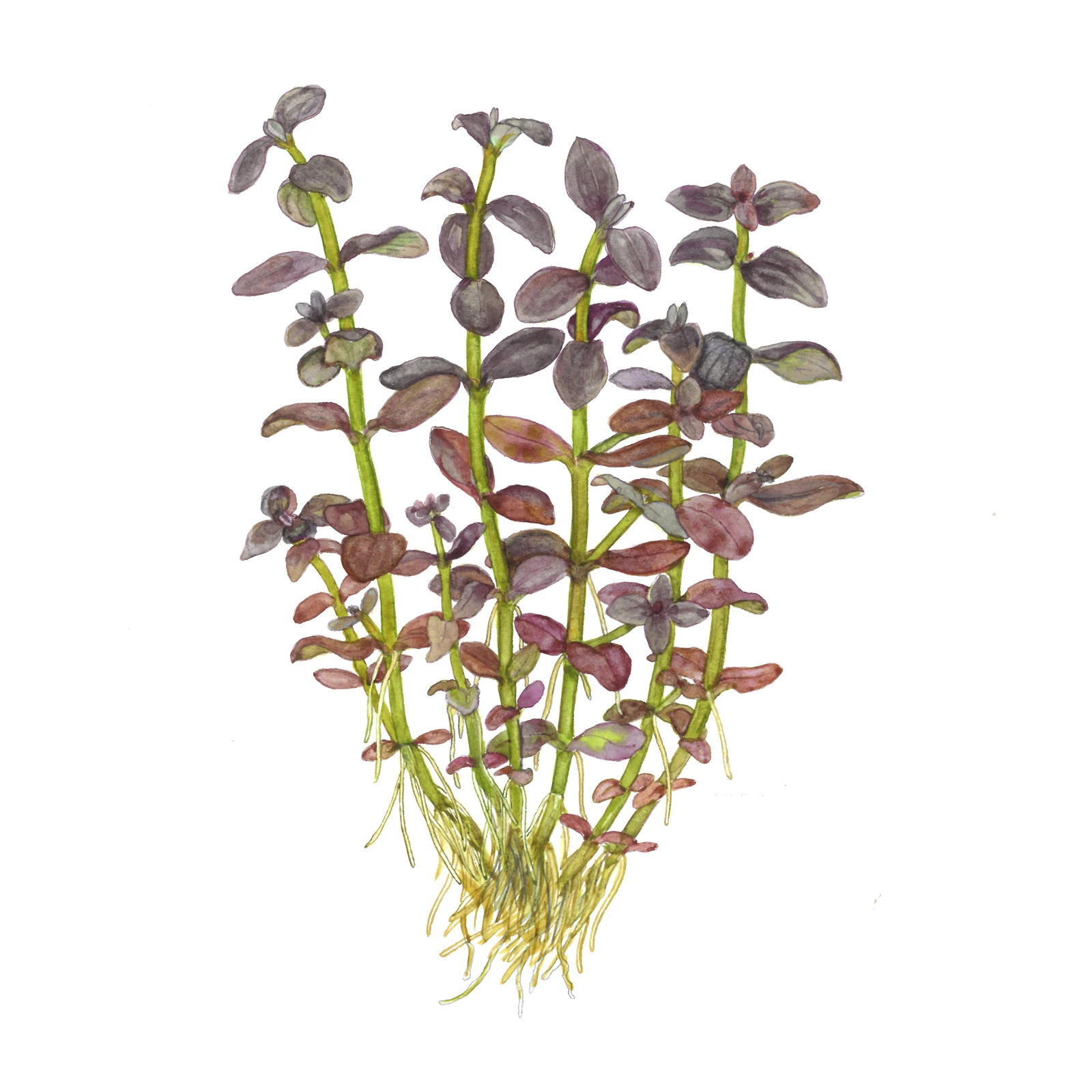 Bacopa salzmannii 'Purple' - kruka, 5-pack från Tropica