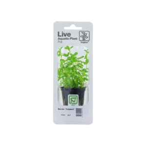 Bacopa monnieri 'Compact' - singelförpackad kruka, 3-pack från Tropica