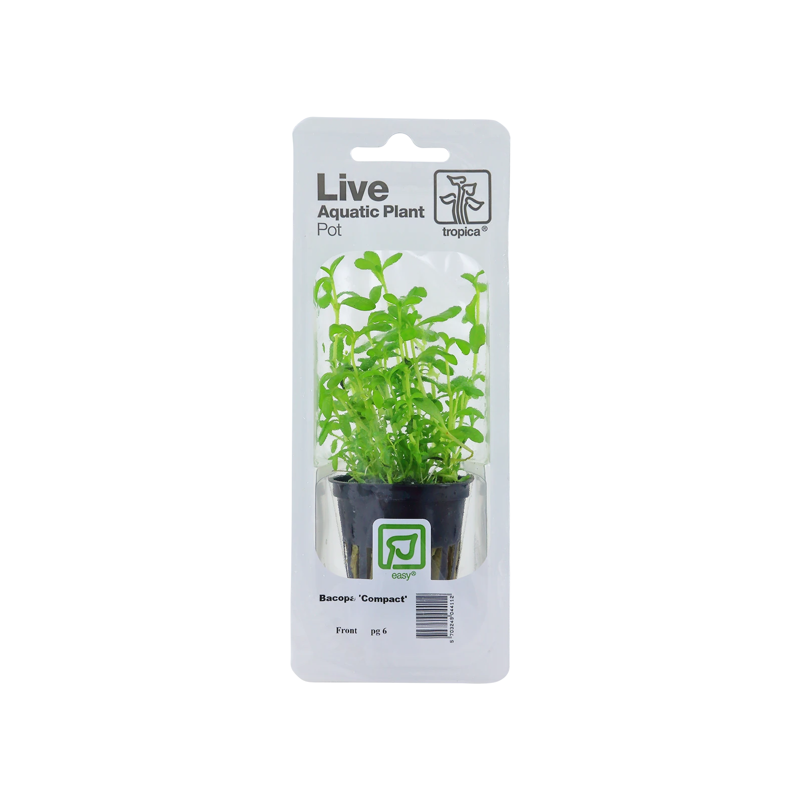 Bacopa monnieri 'Compact' - singelförpackad kruka, 3-pack från Tropica
