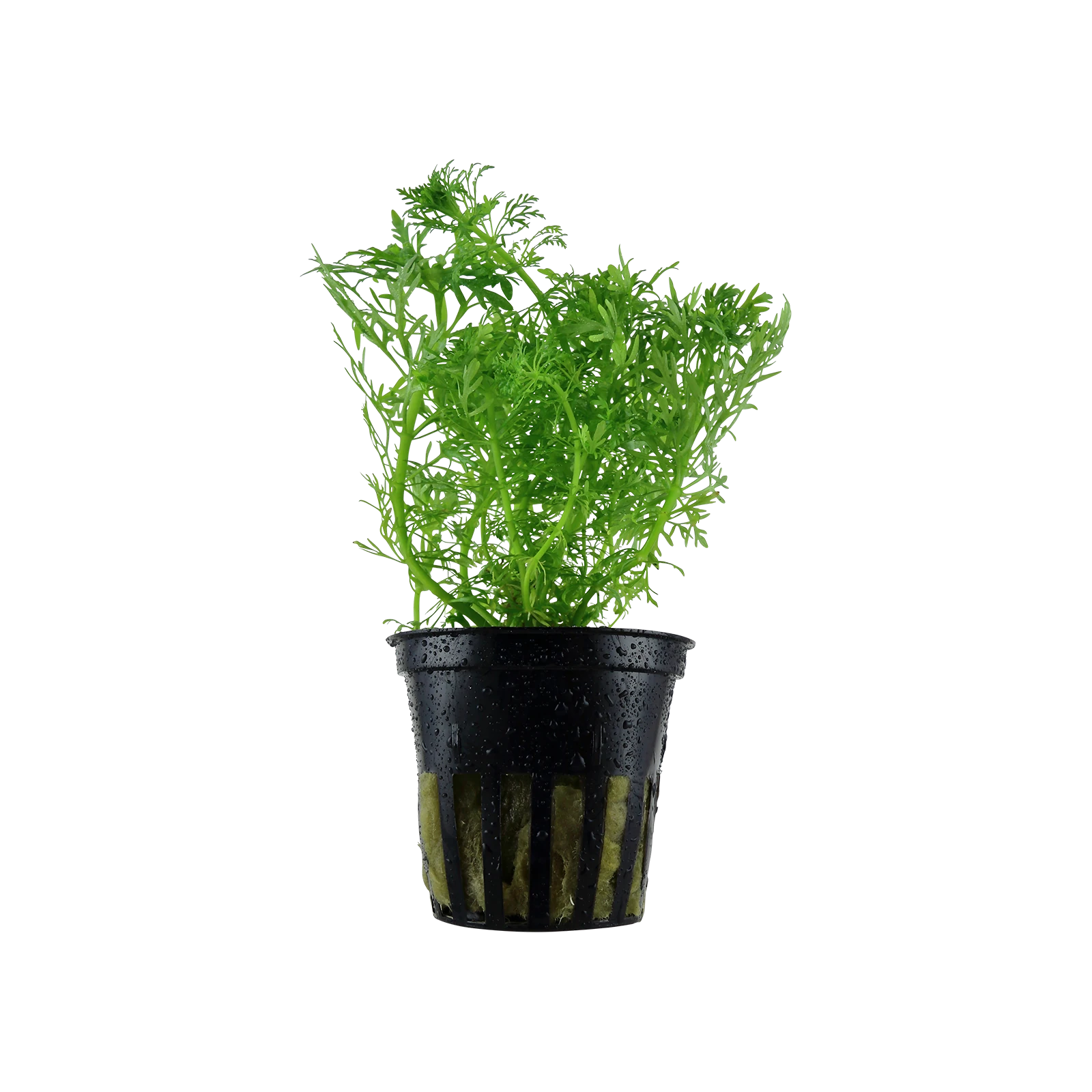 Limnophila aquatica - kruka, 5-pack från Tropica
