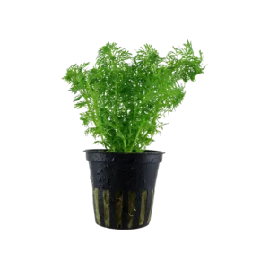 Limnophila sessiliflora - kruka, 5-pack från Tropica