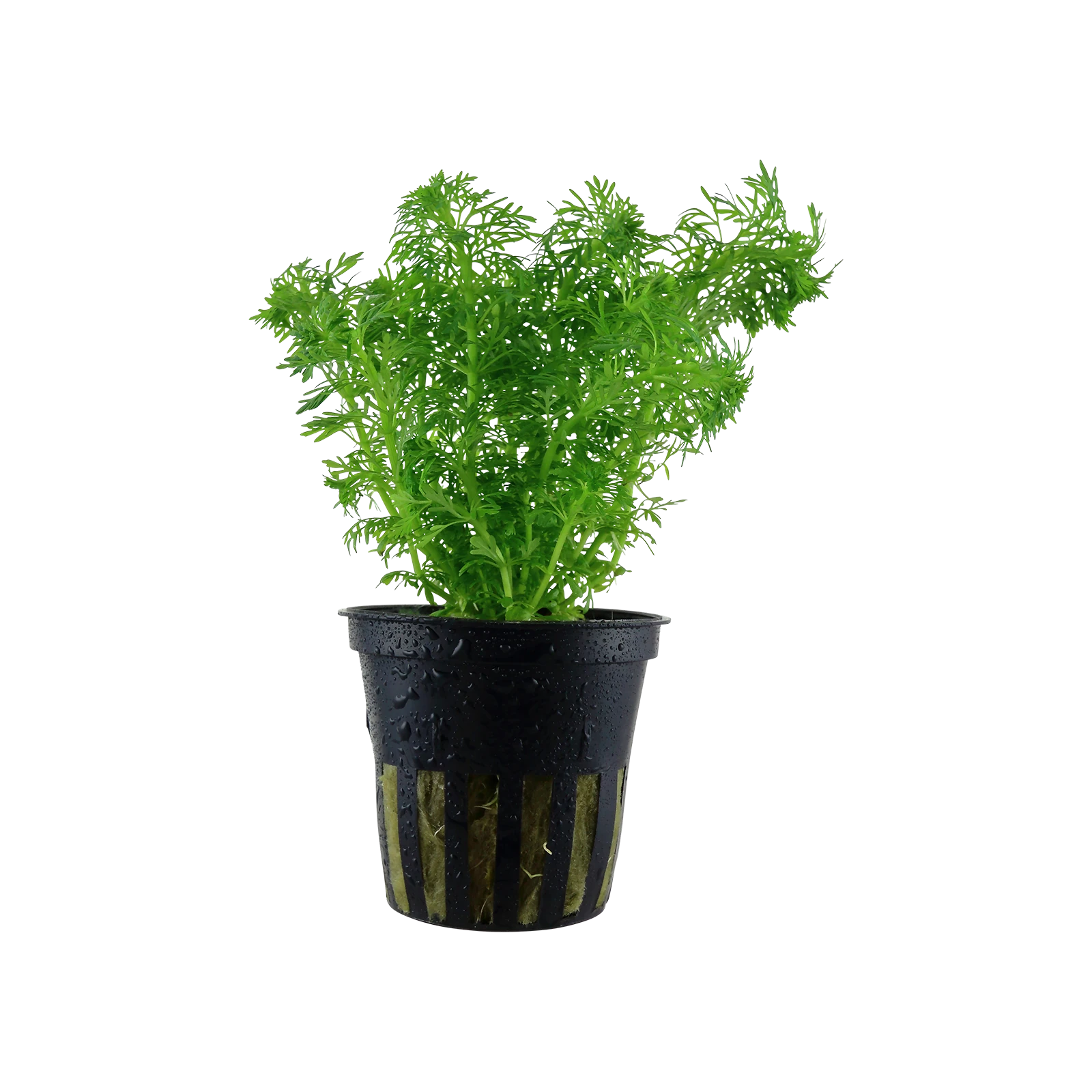 Limnophila sessiliflora - kruka, 5-pack från Tropica