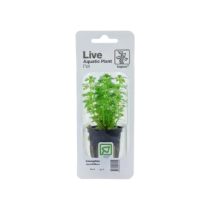 Limnophila sessiliflora - singelförpackad kruka, 3-pack från Tropica