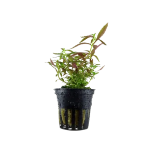 Limnophila hippuridoides - kruka, 5-pack från Tropica