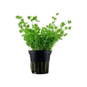 Micranthemum umbrosum - kruka, 5-pack från Tropica