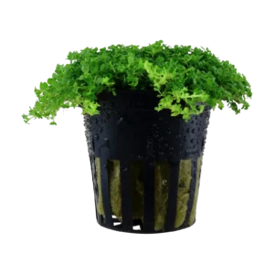 Micranthemum callitrichoides ´Cuba´ - kruka, 5-pack från Tropica