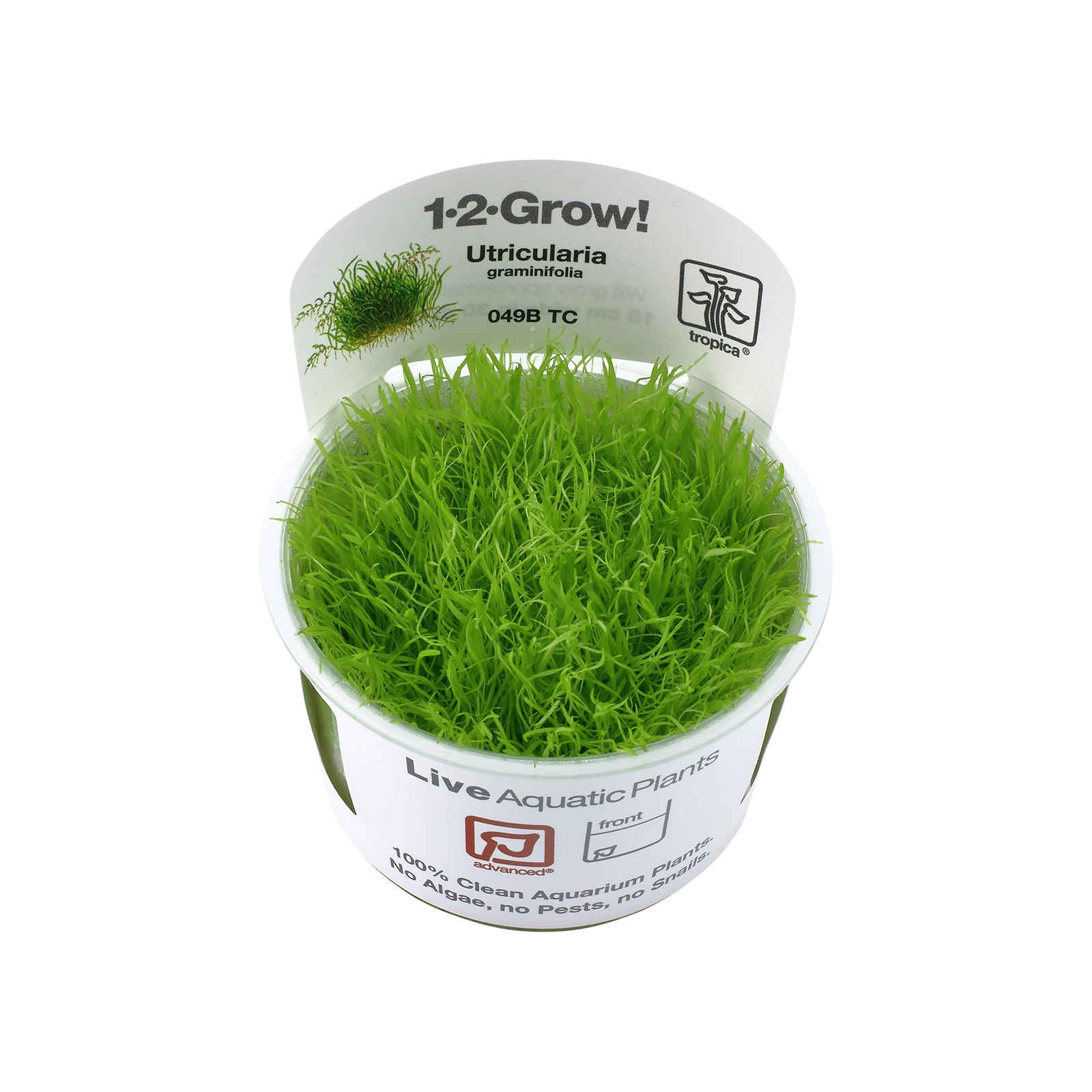 Utricularia graminifolia - 1-2-Grow!, 3-pack från Tropica