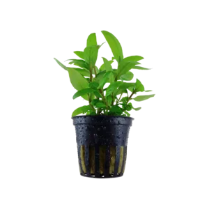 Staurogyne repens - singelförpackad kruka, 3-pack från Tropica