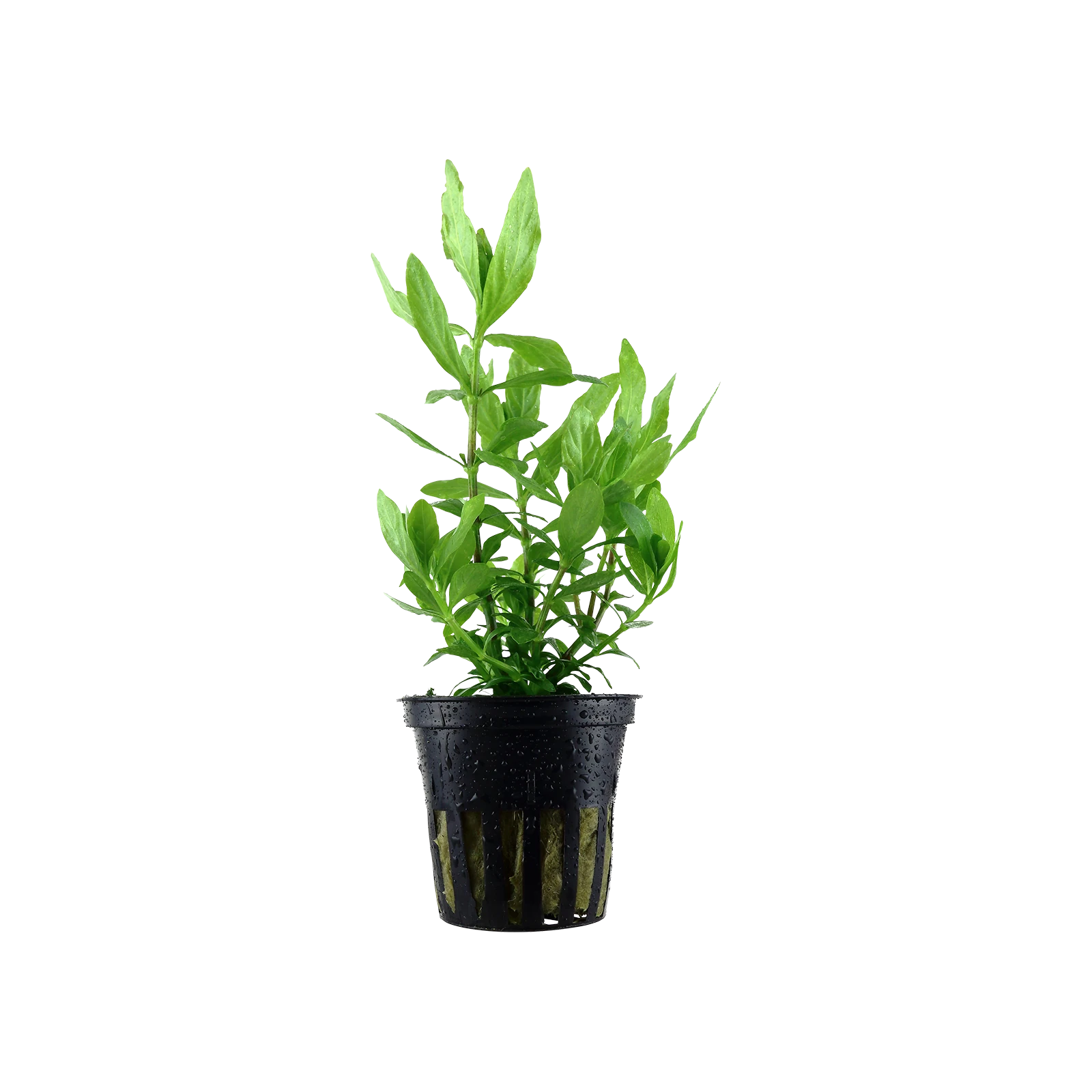 Hygrophila polysperma - kruka, 5-pack från Tropica