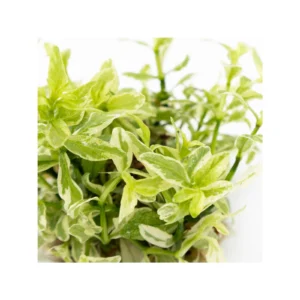 Hygrophila polysperma 'White' - 1-2-Grow!, 3-pack från Tropica